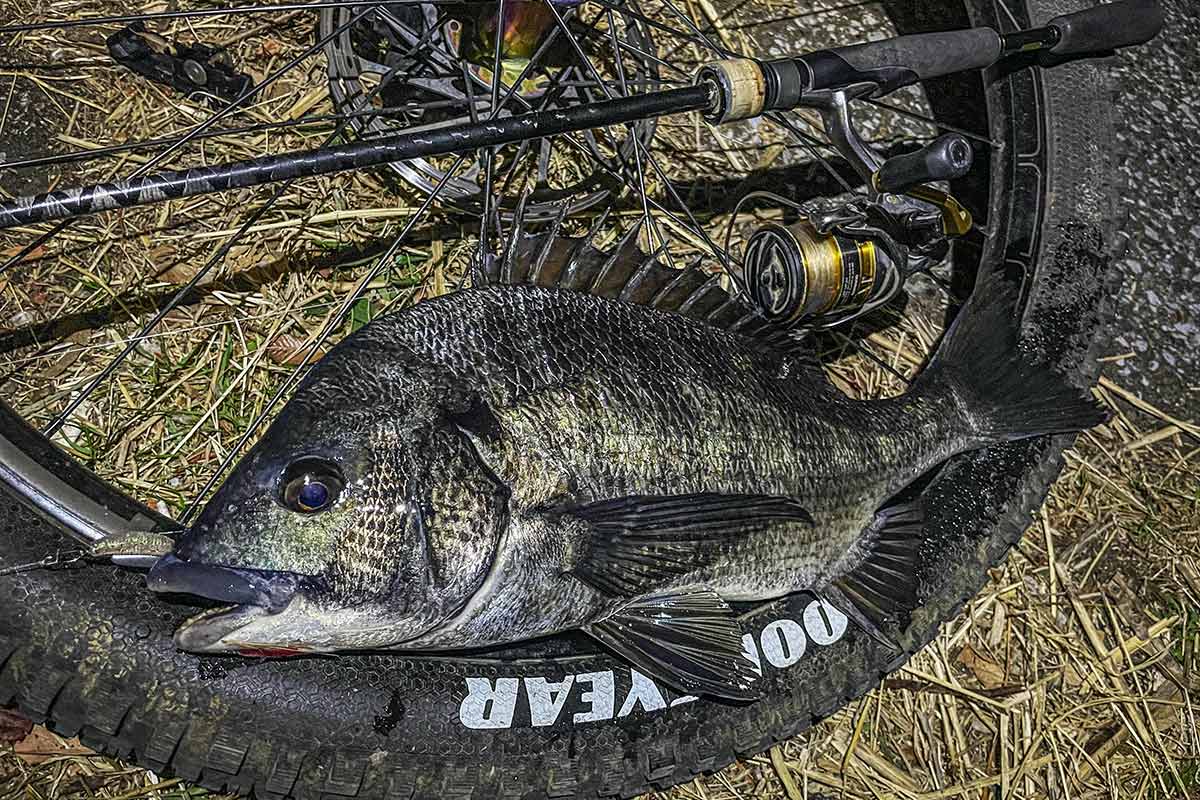 BIKE&FISH ブレディで釣れたクロダイ