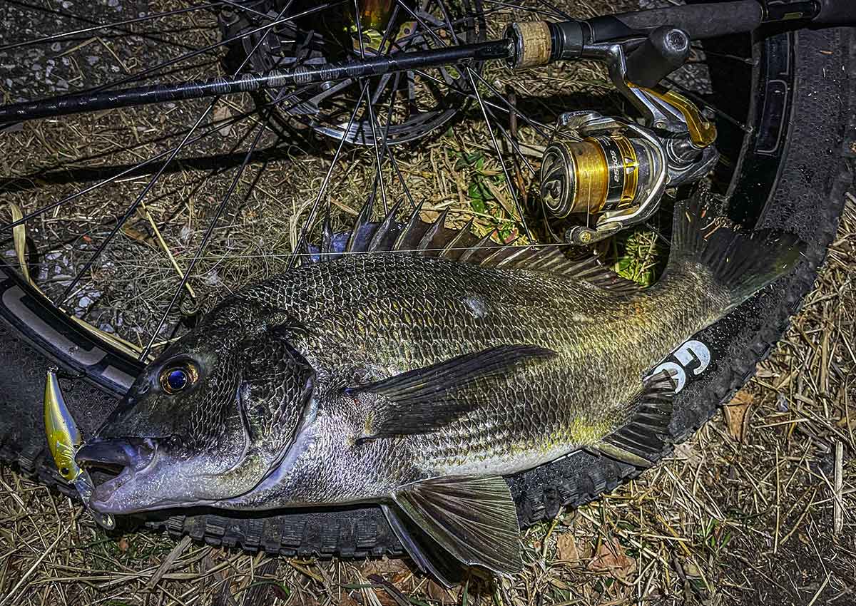 BIKE&FISH シャッドで釣れたクロダイ