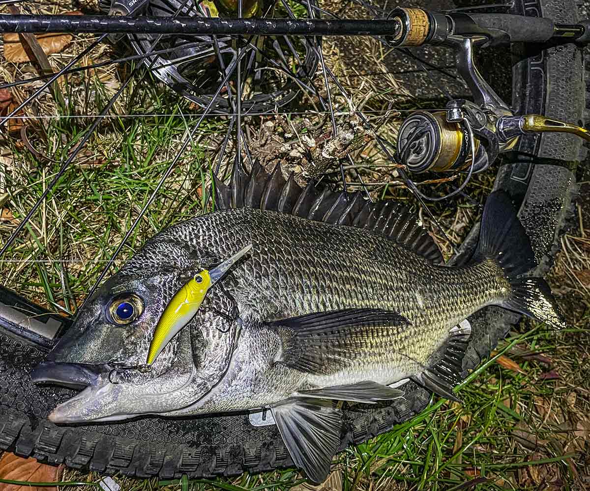 BIKE&FISH シャッドで釣れたクロダイ