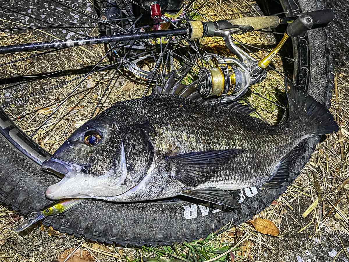 BIKE&FISH シャッドで釣れたクロダイ