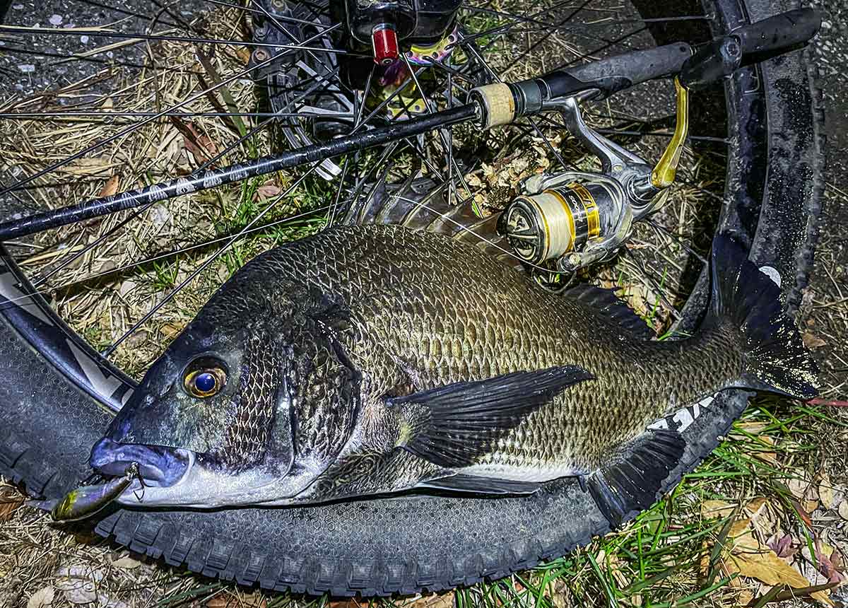 BIKE&FISH シャッドで釣れたクロダイ