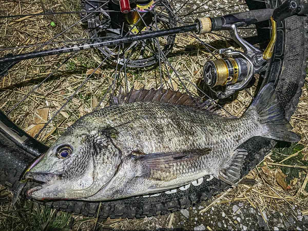 BIKE&FISH シャッドで釣れたクロダイ