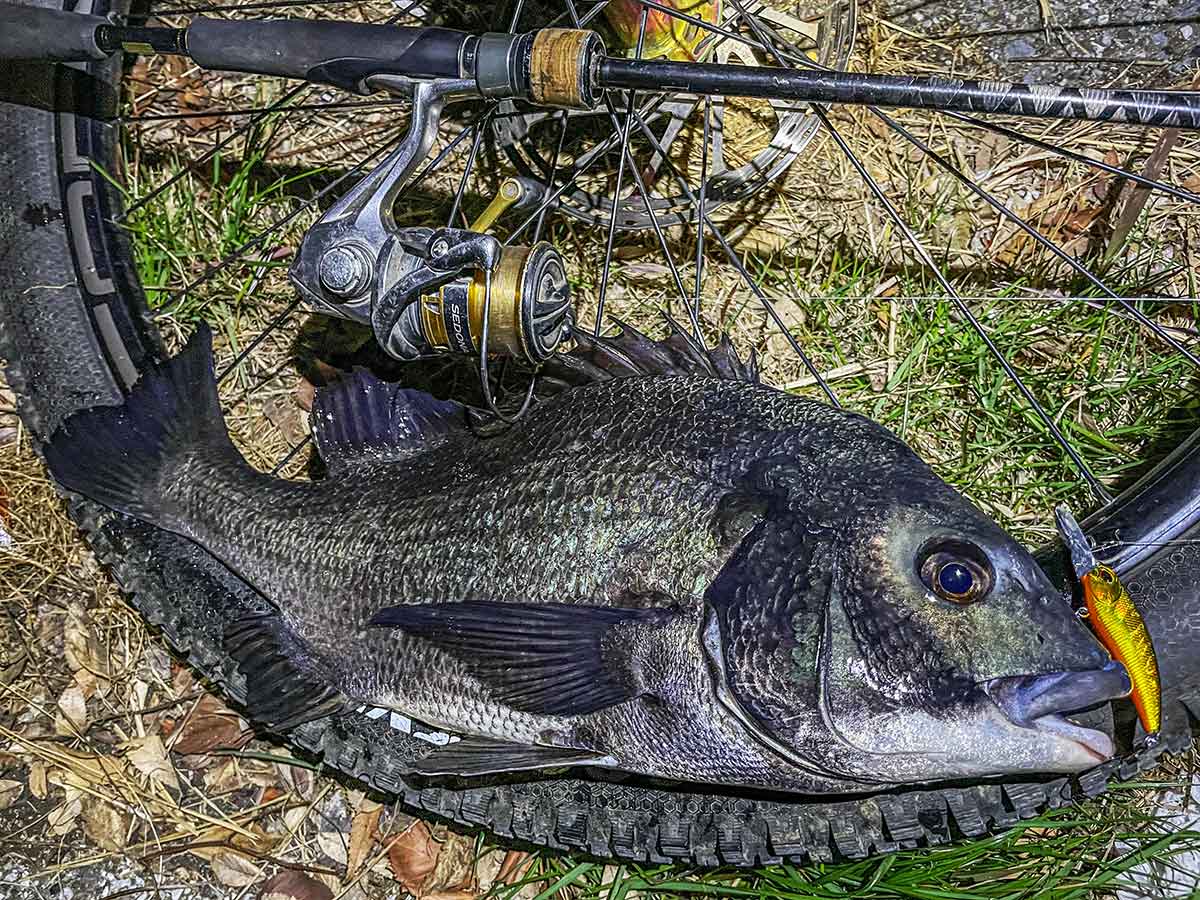 BIKE&FISH シャッドで釣れたクロダイ