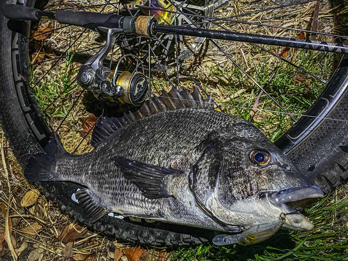 BIKE&FISH シャッドで釣れたクロダイ