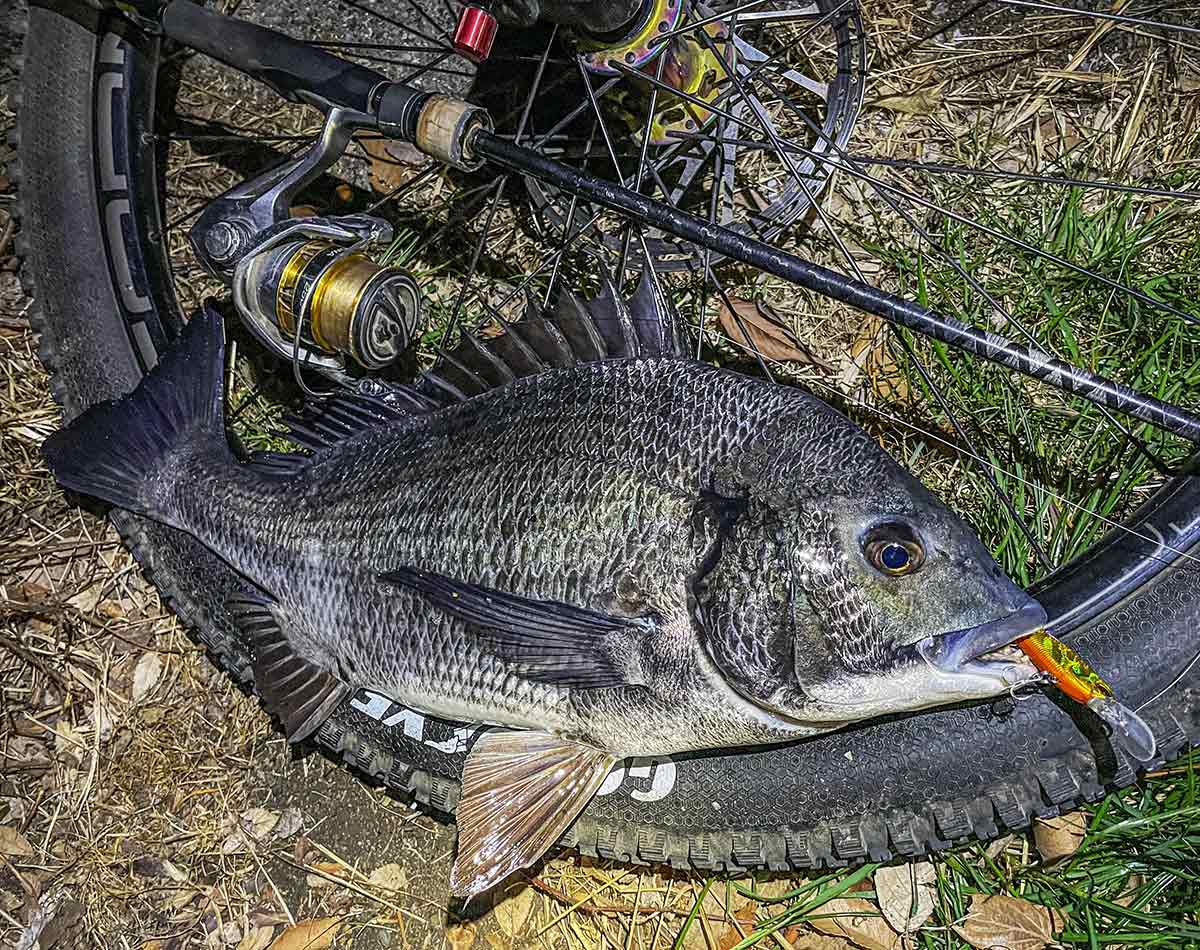 BIKE&FISH シャッドで釣れたクロダイ