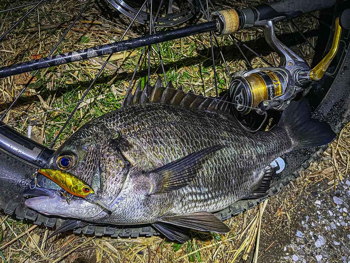 BIKE&FISH シャッドで釣れたクロダイ