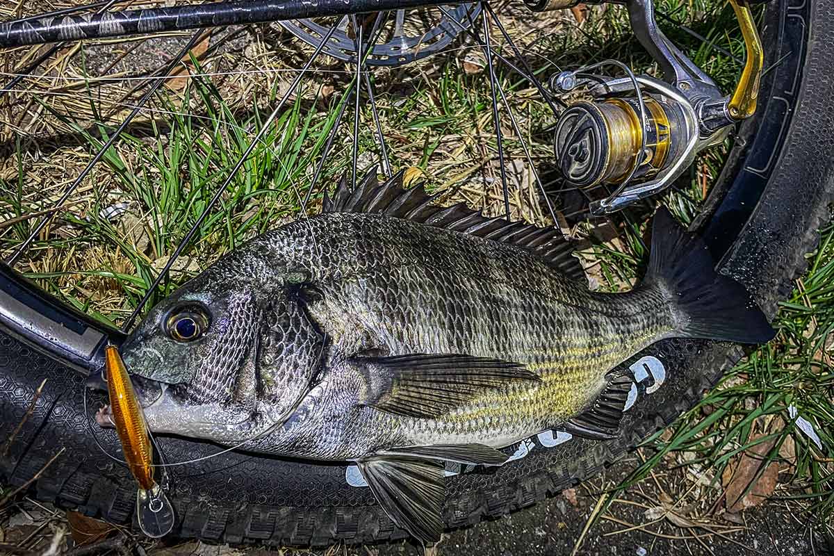 BIKE&FISH シャッドで釣れたクロダイ