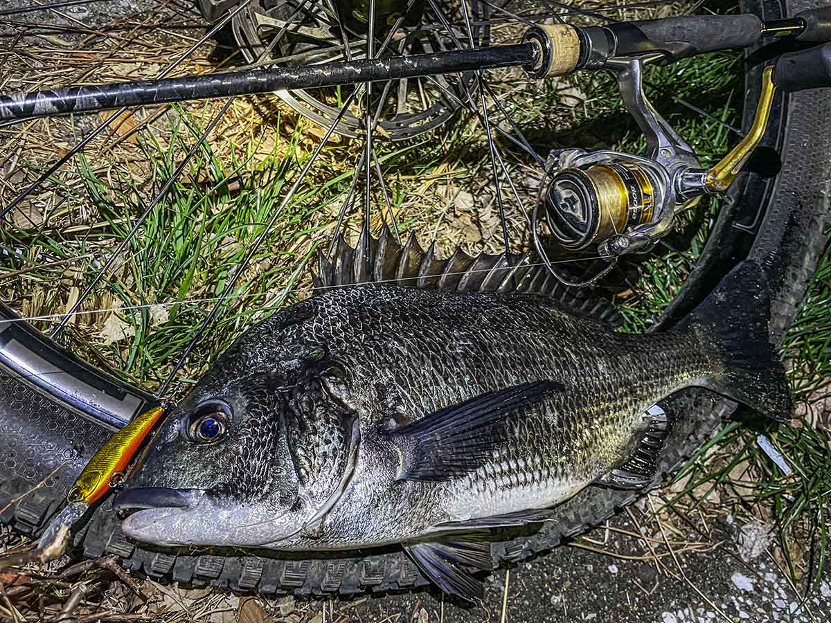 BIKE&FISH シャッドで釣れたクロダイ