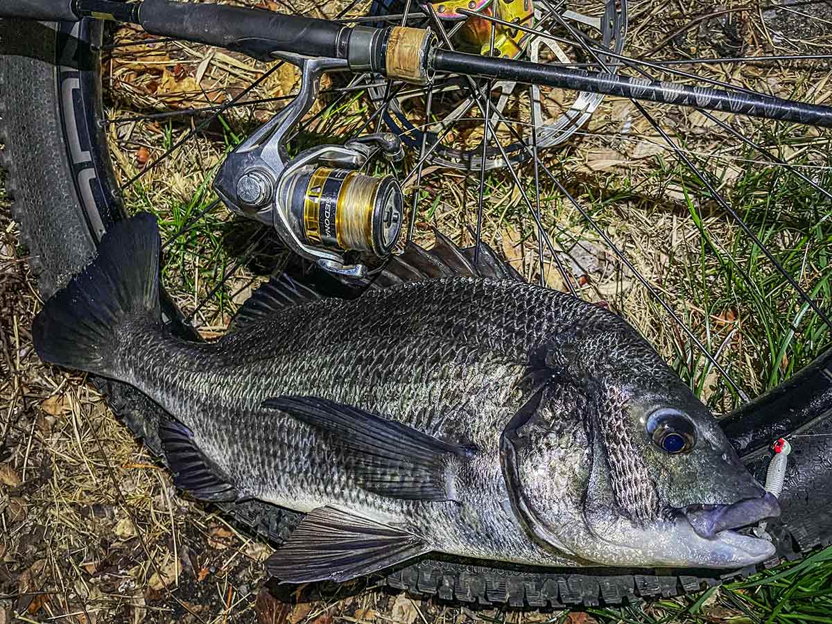 BIKE&FISH シャッドテールワームで釣れたクロダイ