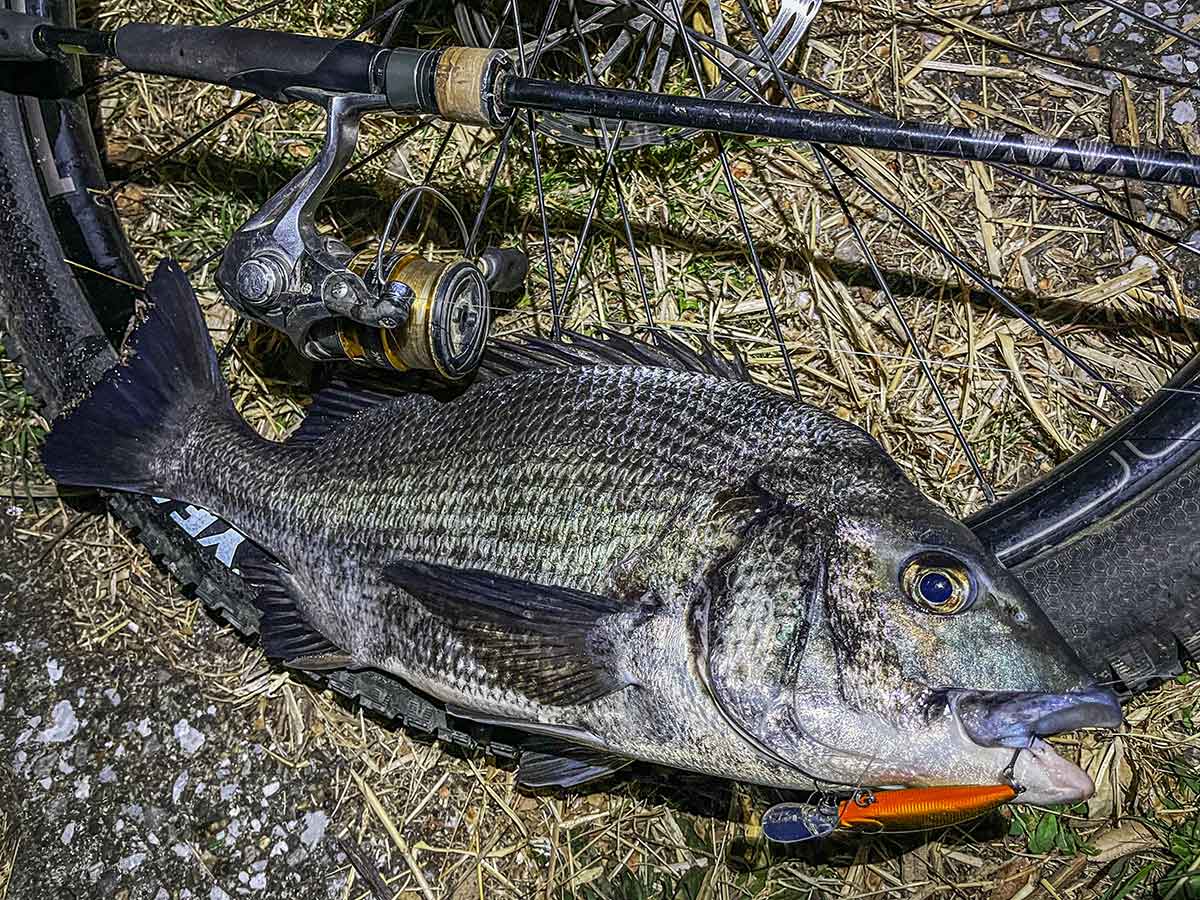 BIKE&FISH シャッドで釣れたクロダイ