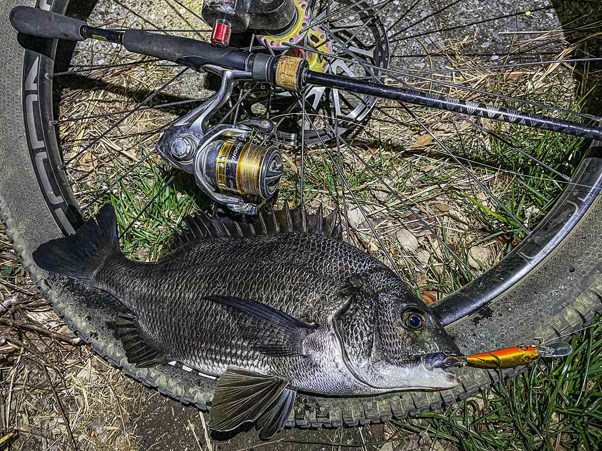 BIKE&FISH シャッドで釣れたクロダイ