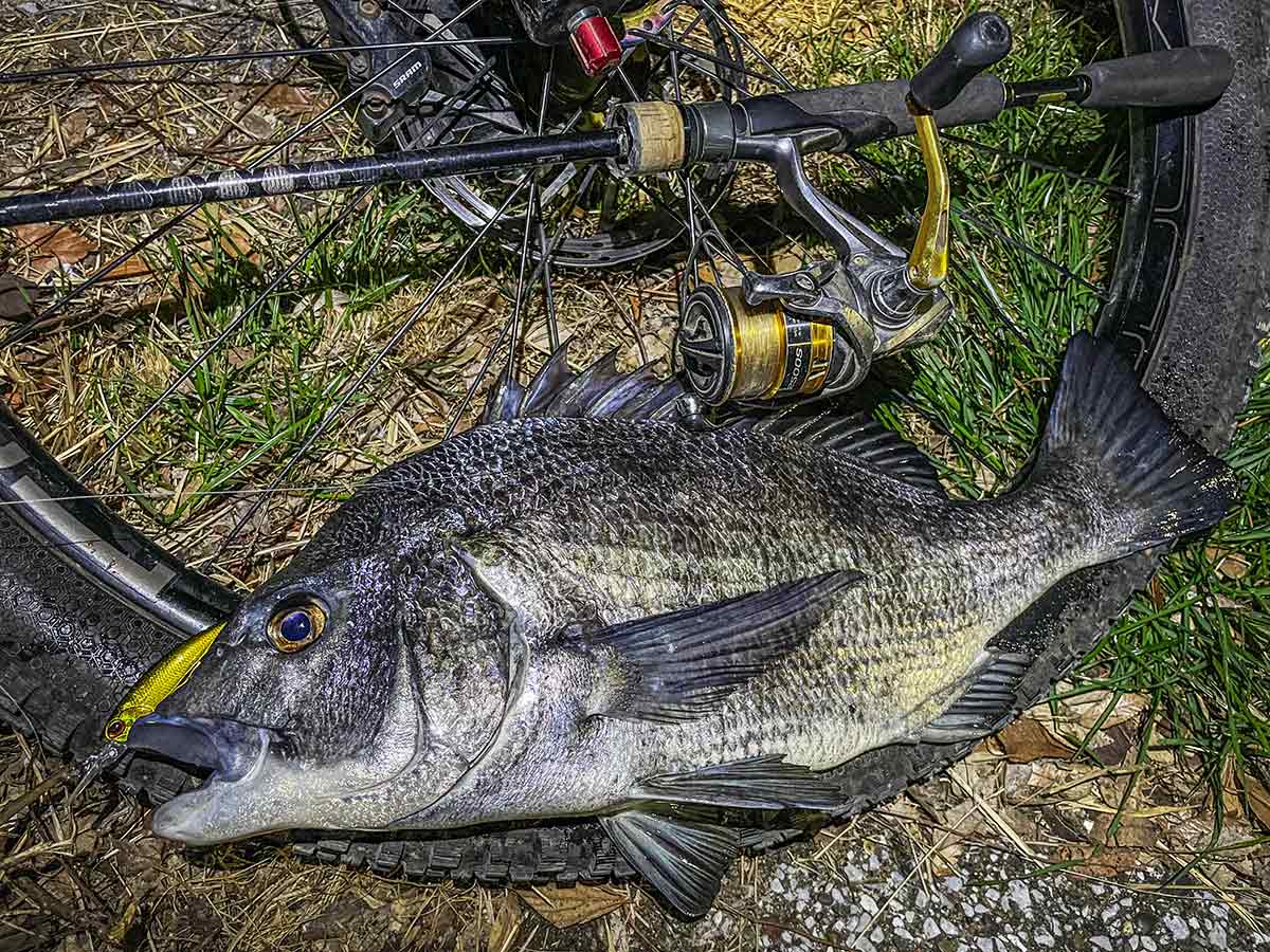 BIKE&FISH シャッドで釣れたクロダイ