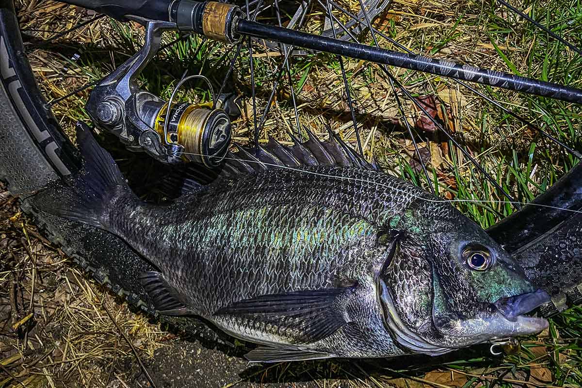 BIKE&FISH シャッドで釣れたクロダイ