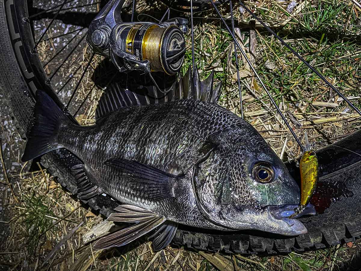 BIKE&FISH シャッドで釣れたクロダイ