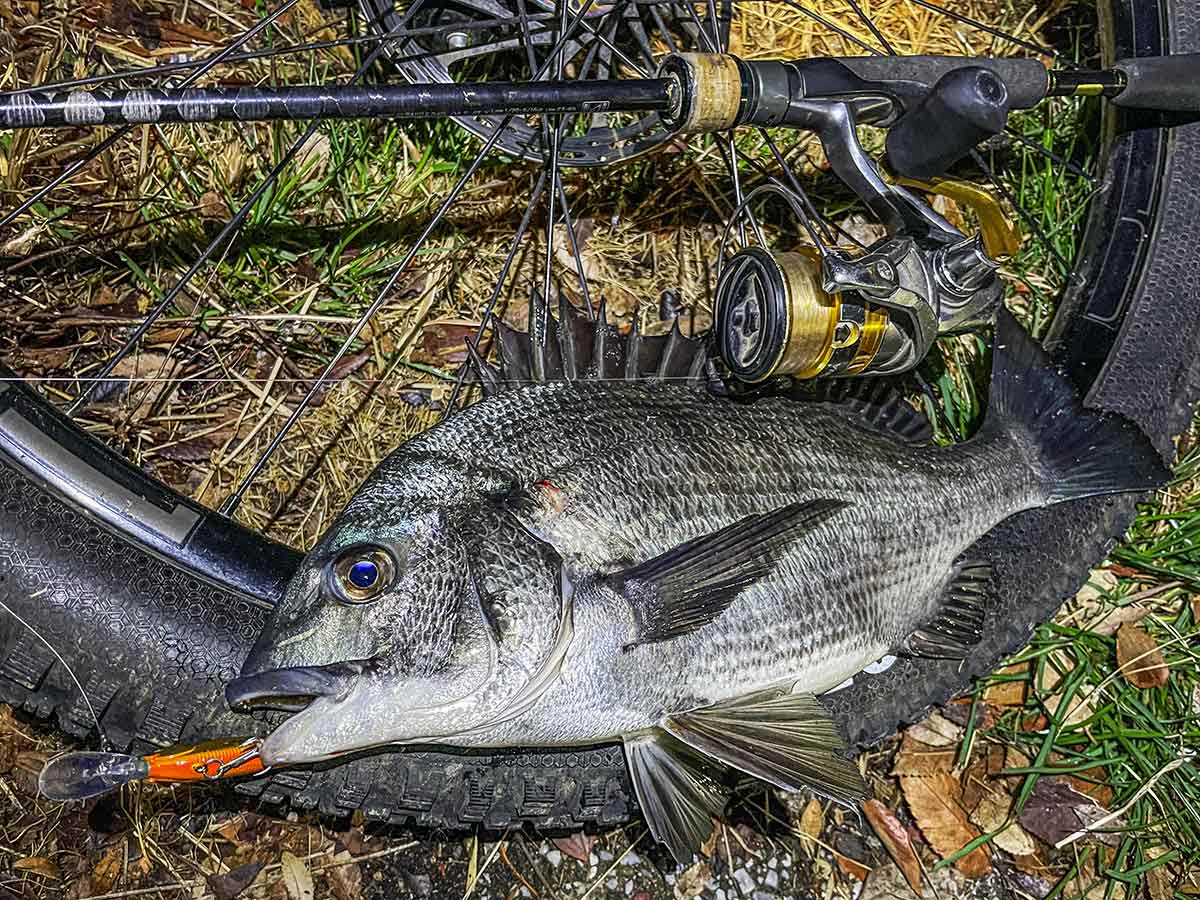 BIKE&FISH シャッドで釣れたクロダイ