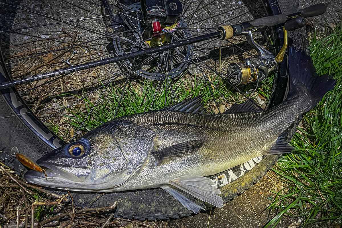 BIKE&FISH シャッドで釣れたシーバス