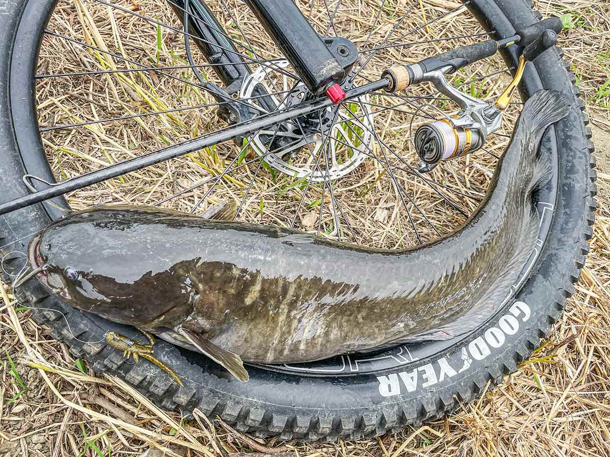 BIKE&FISH ワームで釣れたナマズ