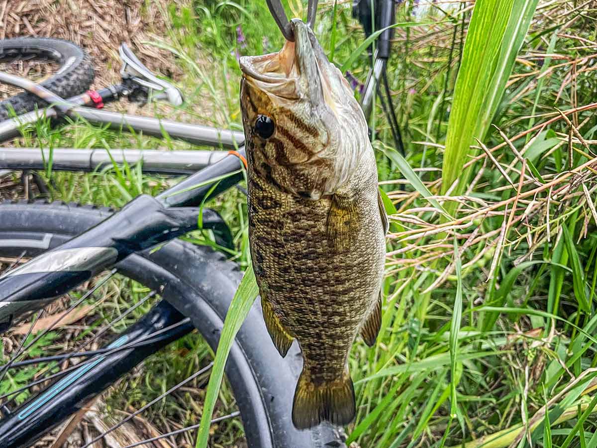 BIKE&FISH ワームで釣れたスモールマウスバス