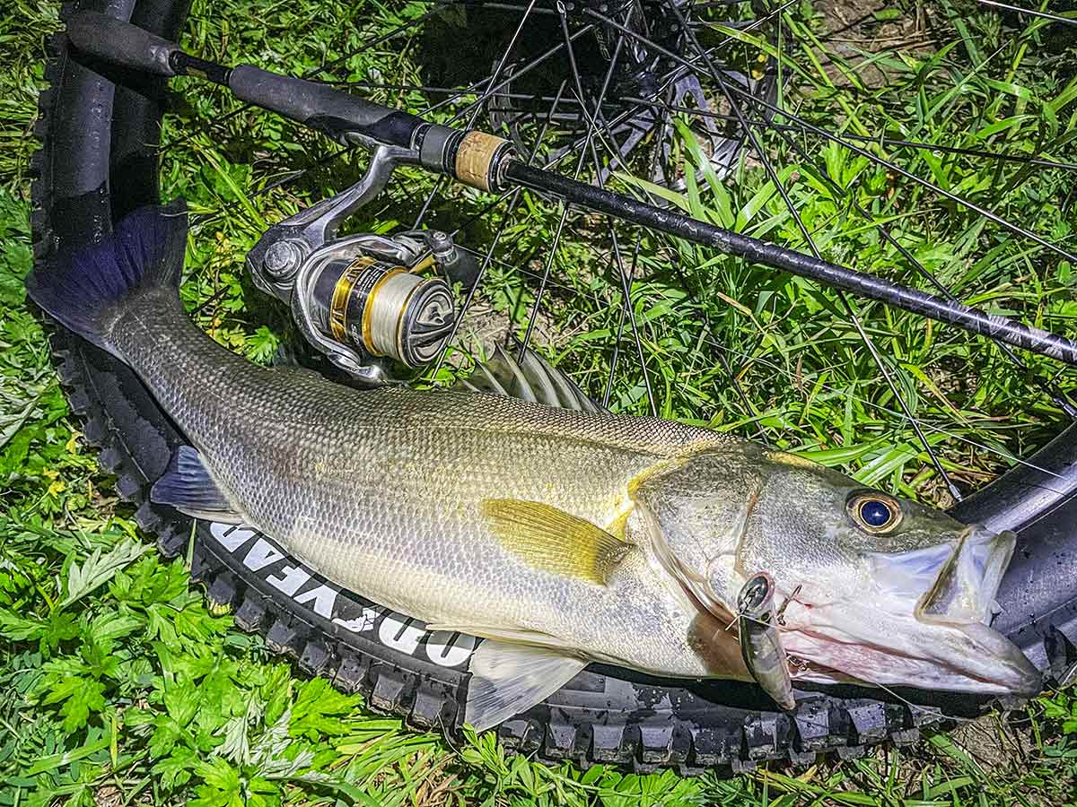 BIKE&FISH エリテンで釣れたシーバス