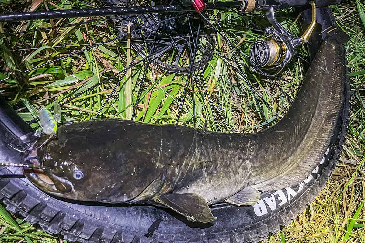 BIKE&FISH バゼルで釣れたナマズ
