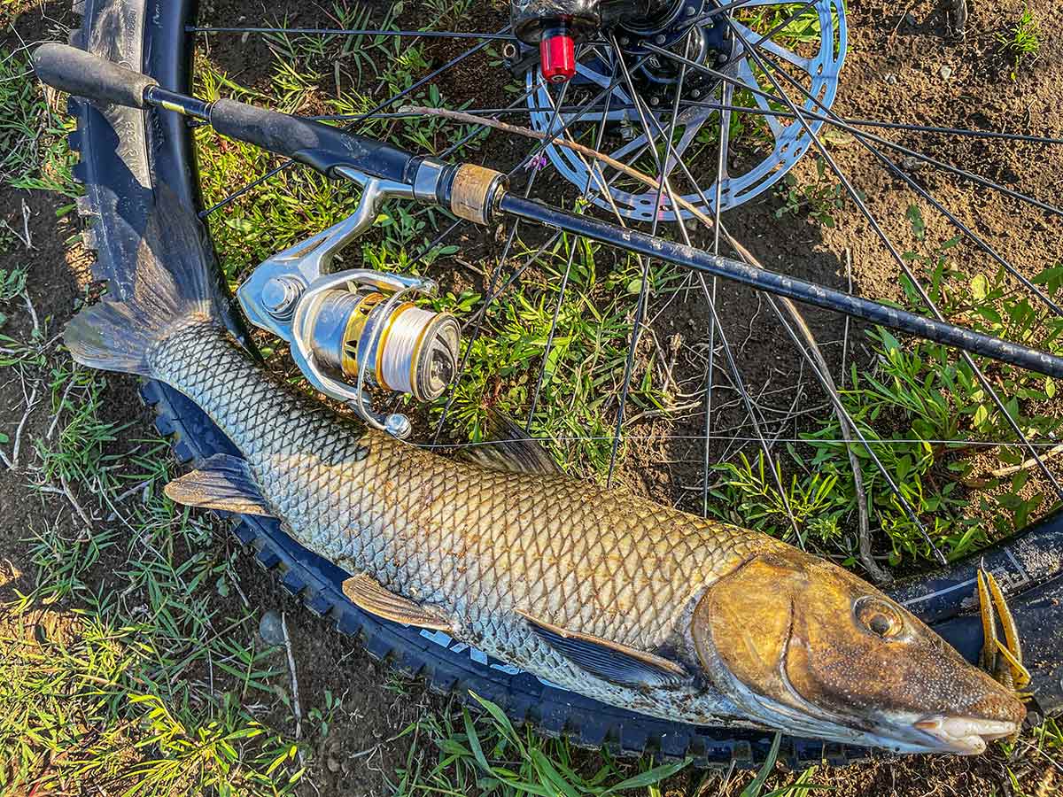 BIKE&FISH ワームで釣れたニゴイ