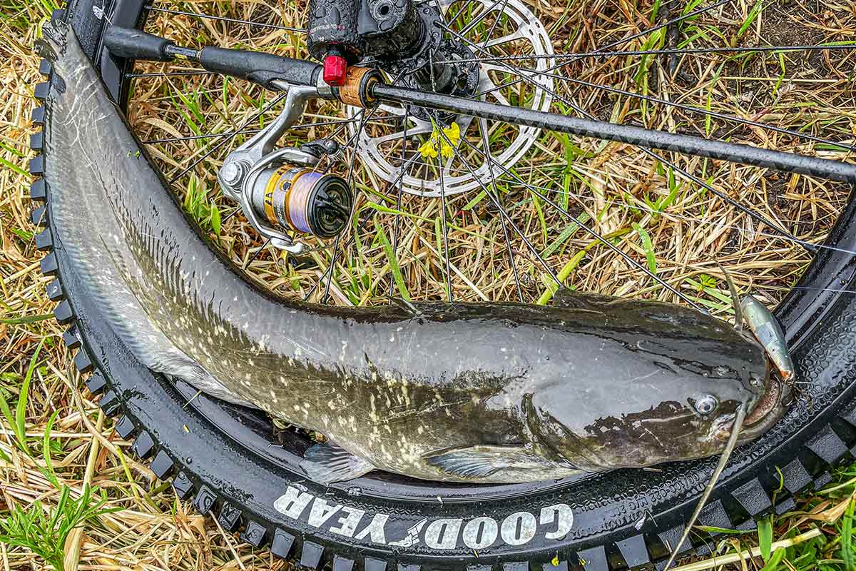 BIKE&FISH エリテンで釣れたナマズ