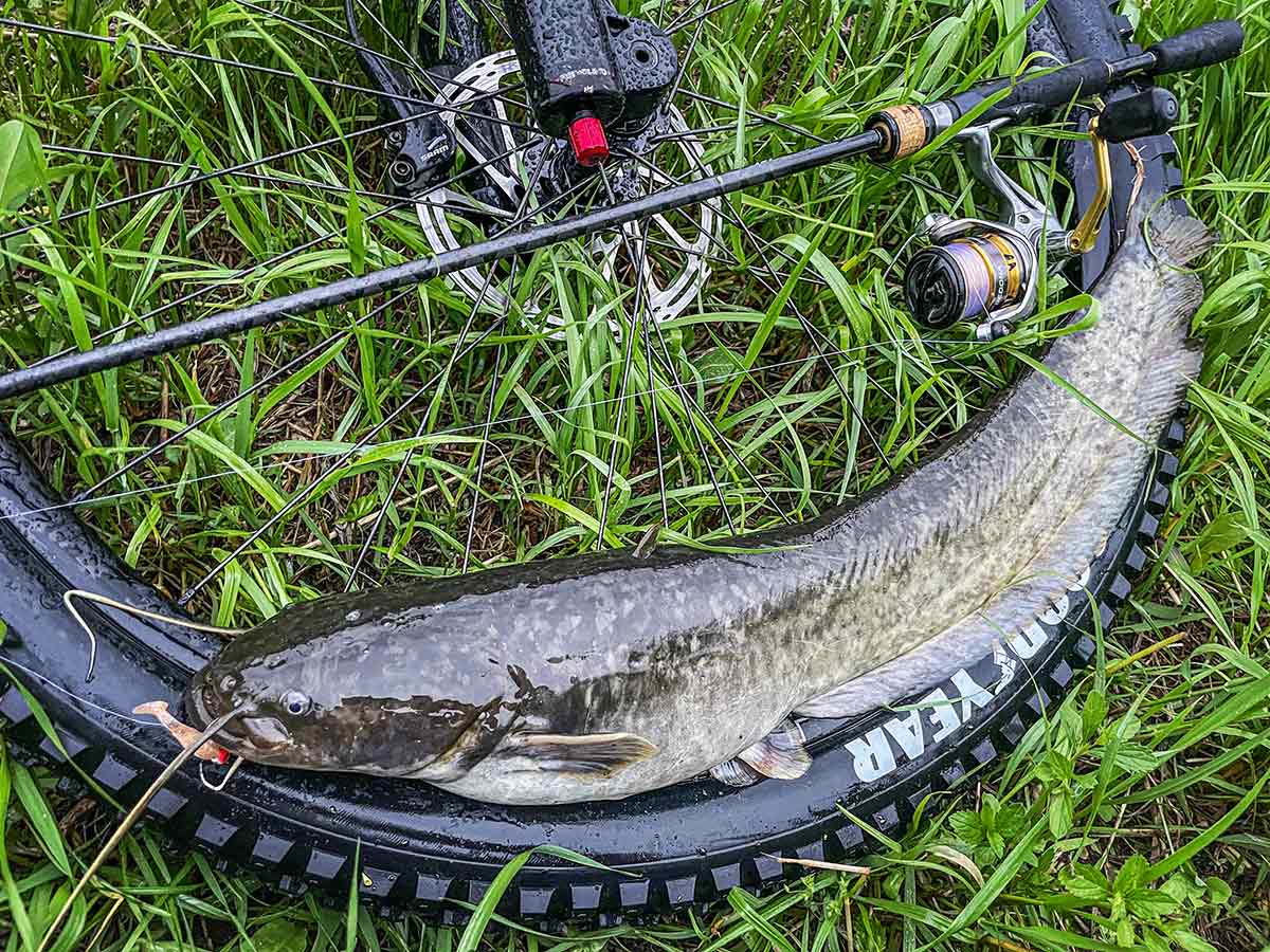 BIKE&FISH シャッドテールワームで釣れたナマズ