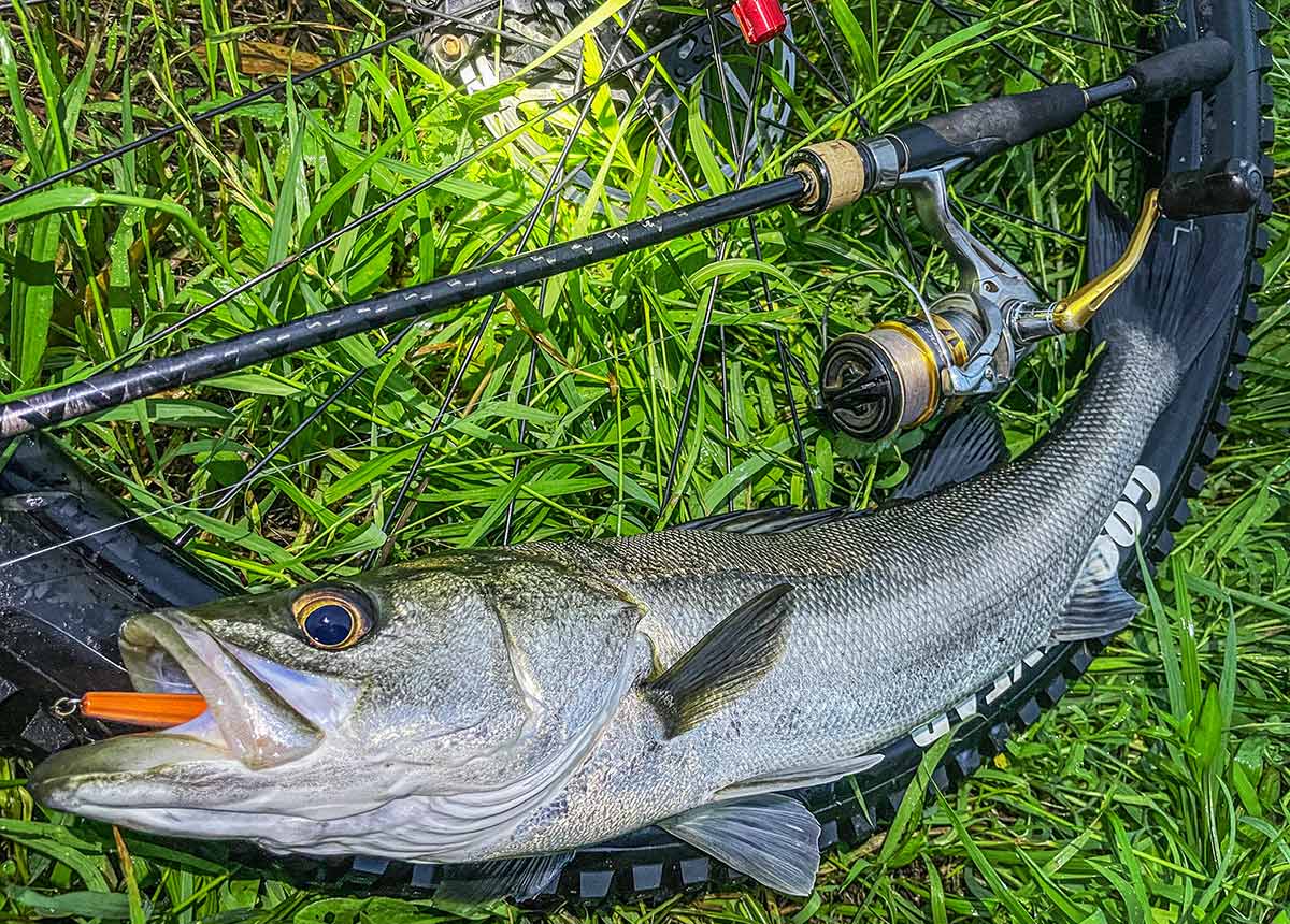 BIKE&FISH エリテンで釣れたシーバス