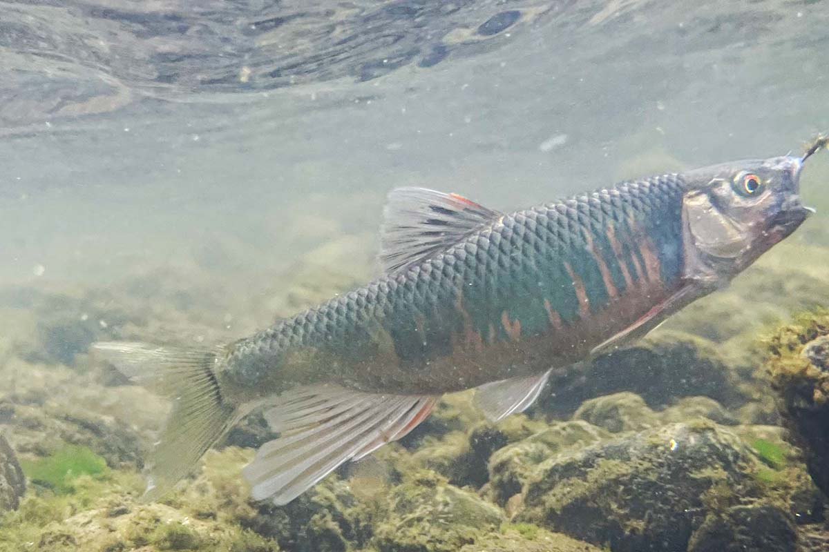 BIKE&FISH 毛鉤オイカワ釣り