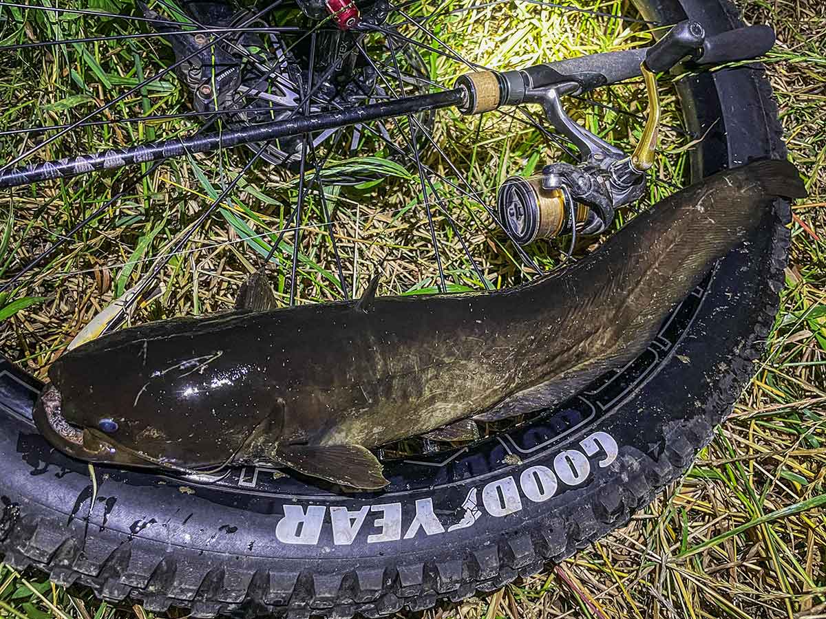 BIKE&FISH エリテンで釣れたナマズ