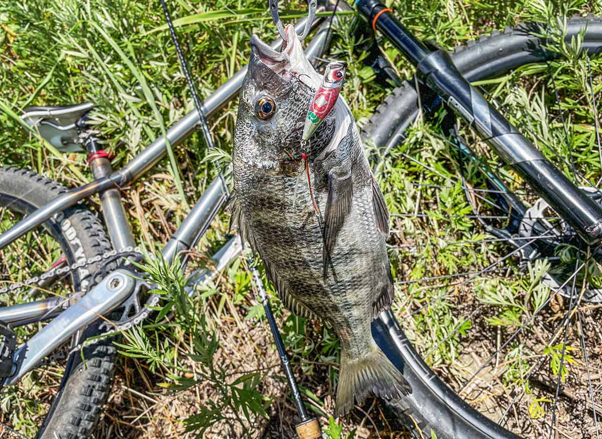 BIKE&FISH POPXで釣れたクロダイ