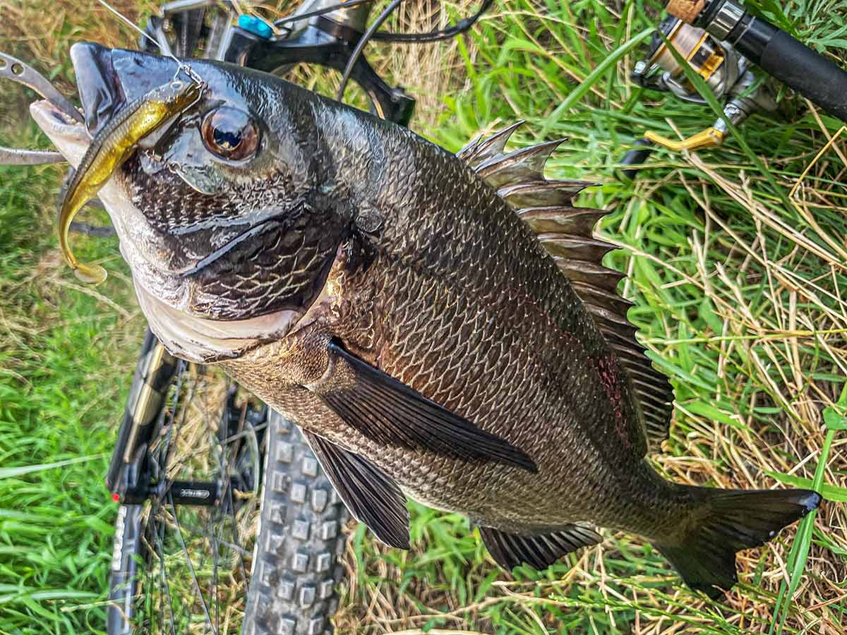 BIKE&FISH ブレディで釣れたクロダイ