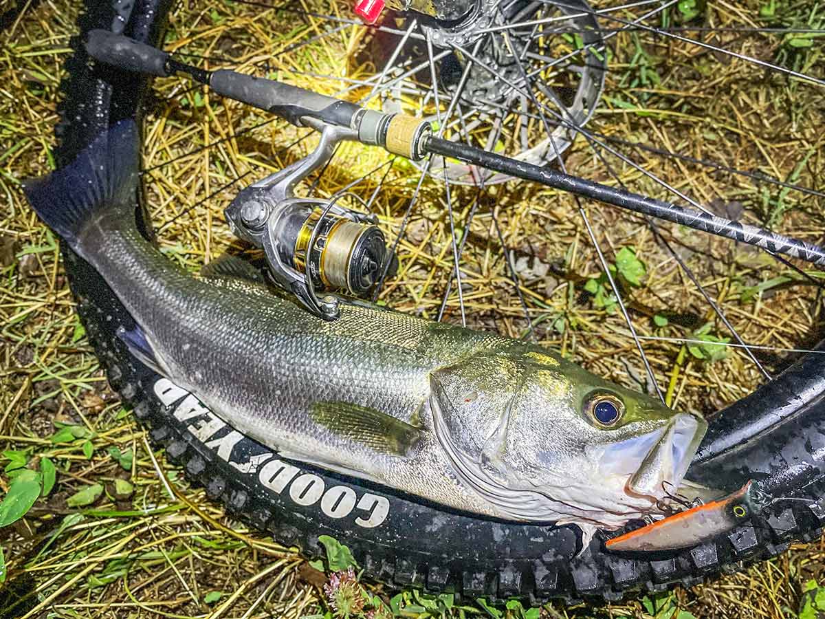 BIKE&FISH エリテンで釣れたシーバス