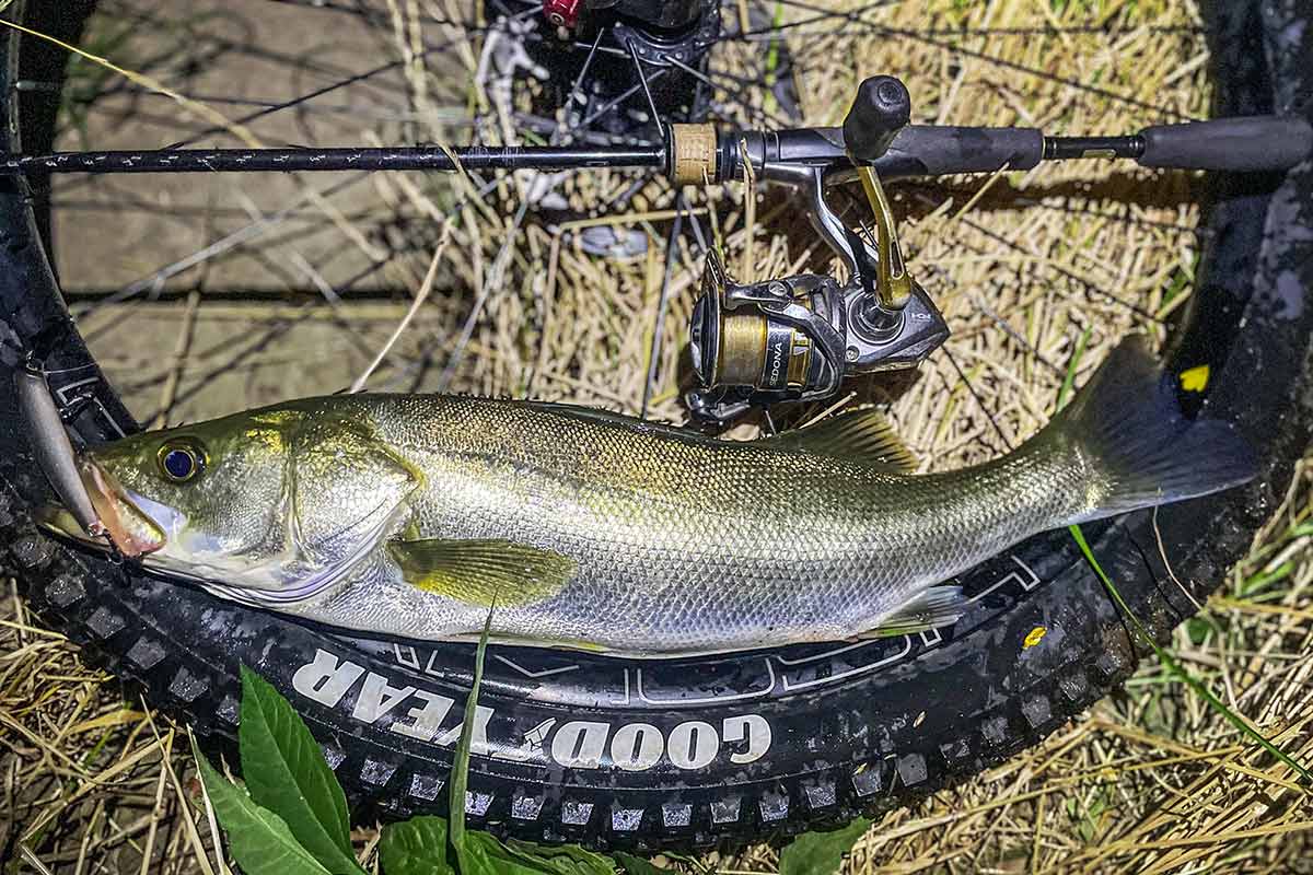 BIKE&FISH エリテンで釣れたシーバス