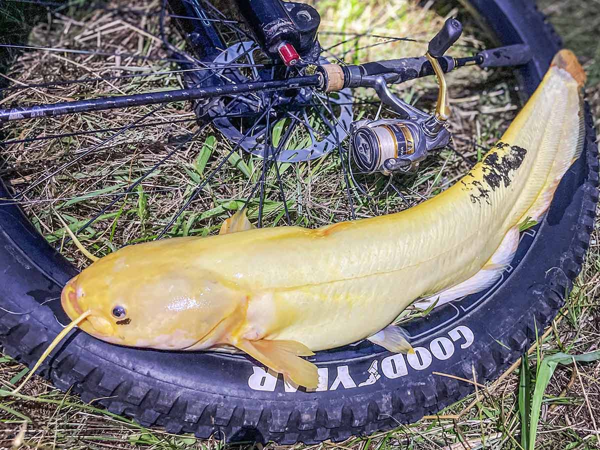 BIKE&FISH ワームで釣れたアルピノナマズ