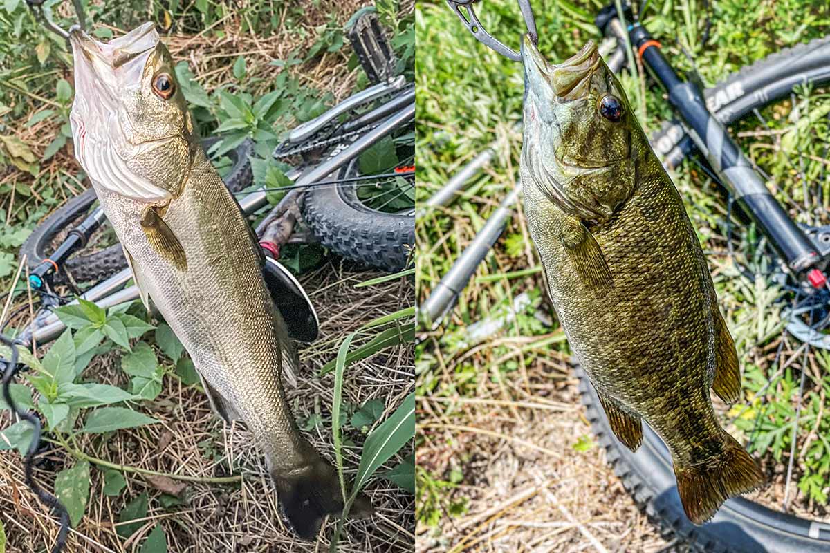 BIKE&FISH シーバス スモールマウスバス