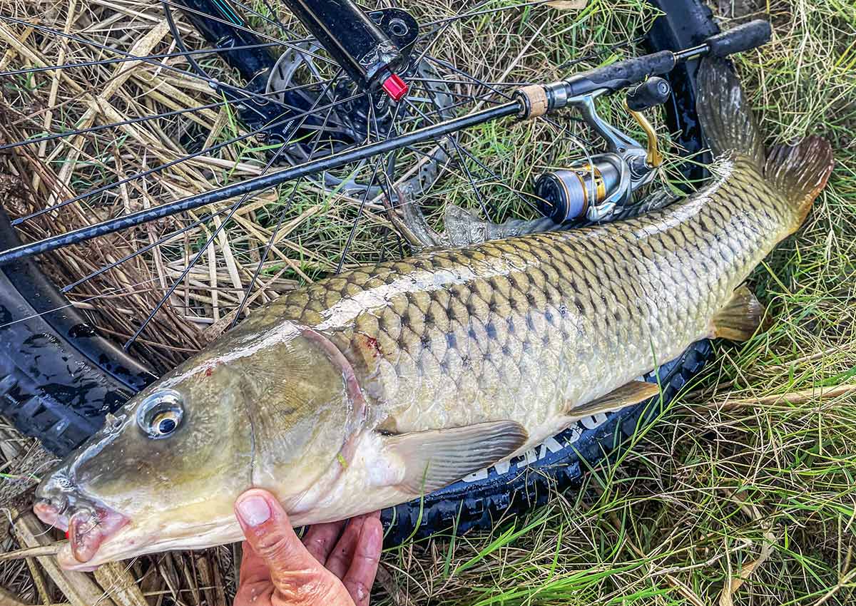 しんちパンプトラック フェスティバル2025 BIKE&FISH ワームで釣れたコイ