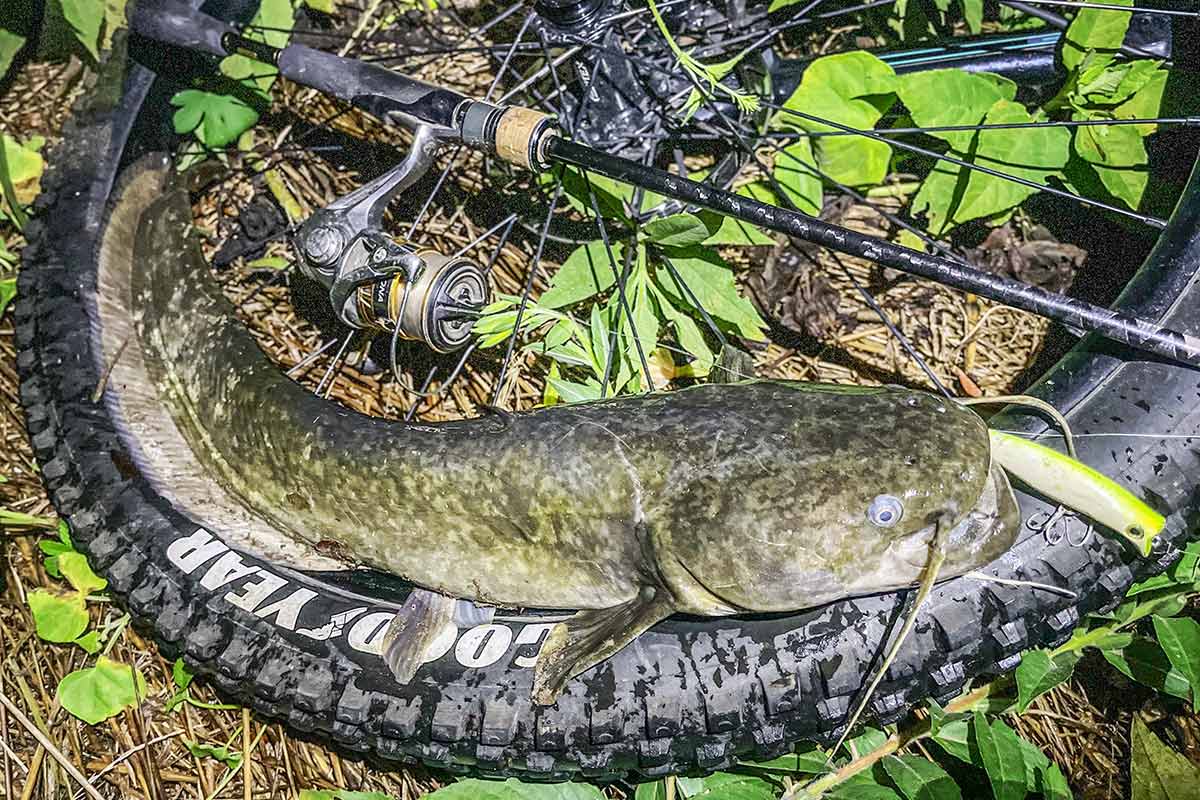 BIKE&FISH エリア65で釣れたナマズ
