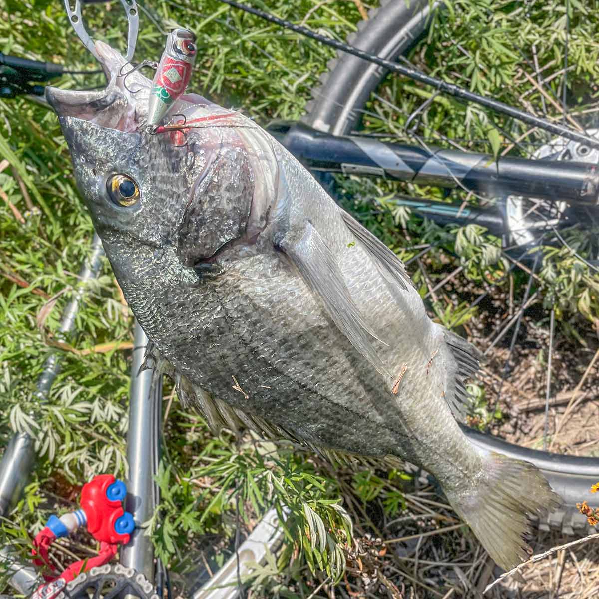 BIKE&FISH POPXで釣れたクロダイ