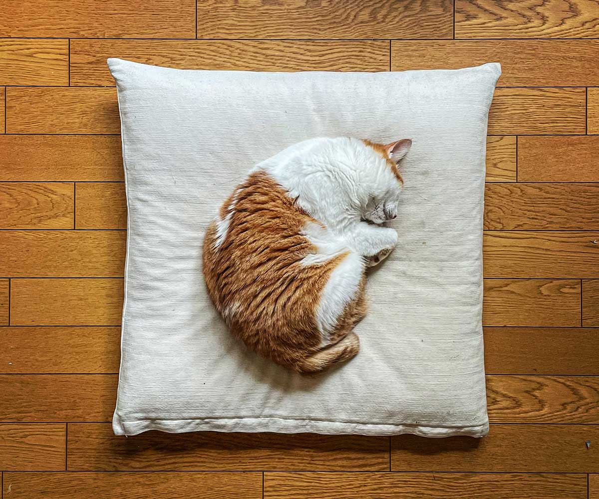 きなこ嬢 保護猫