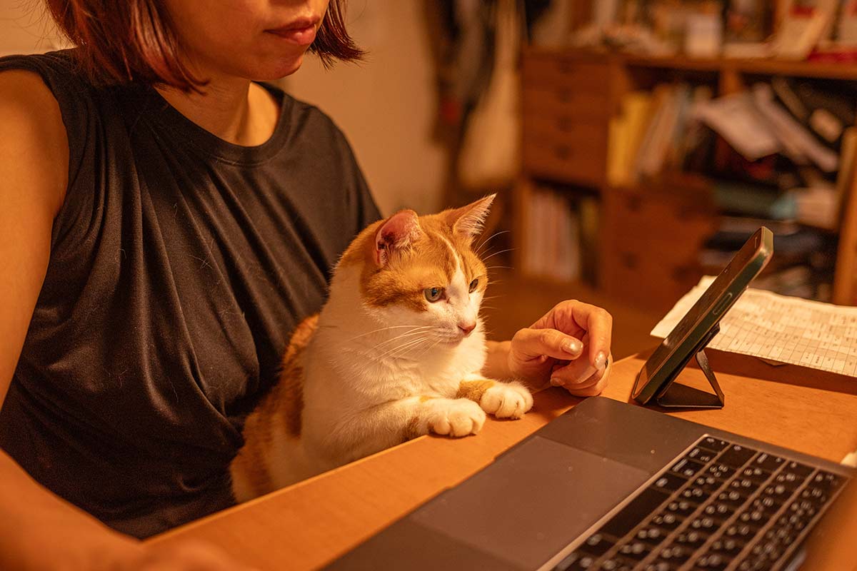 奥さんのPCを見つめるきなこ嬢