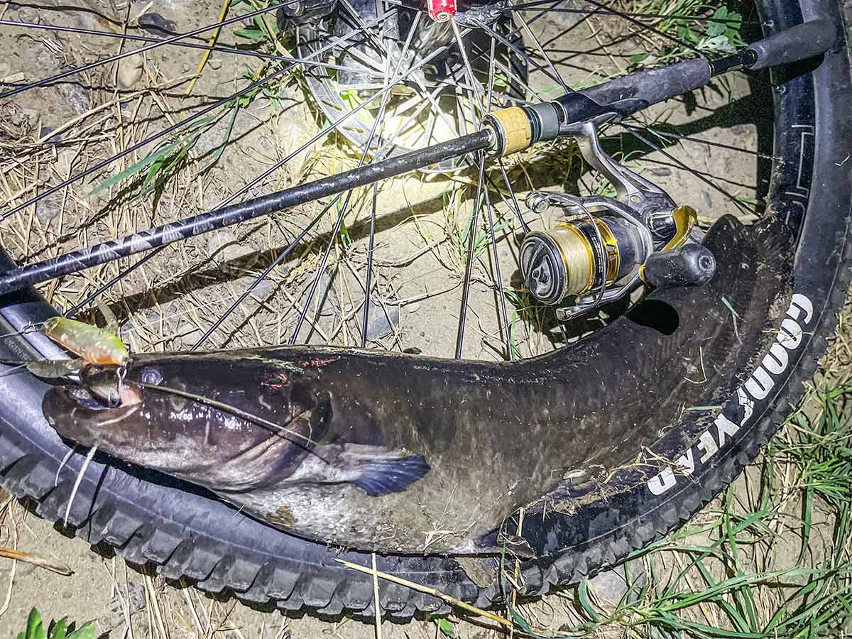 BIKE&FISH バゼルで釣れたナマズ