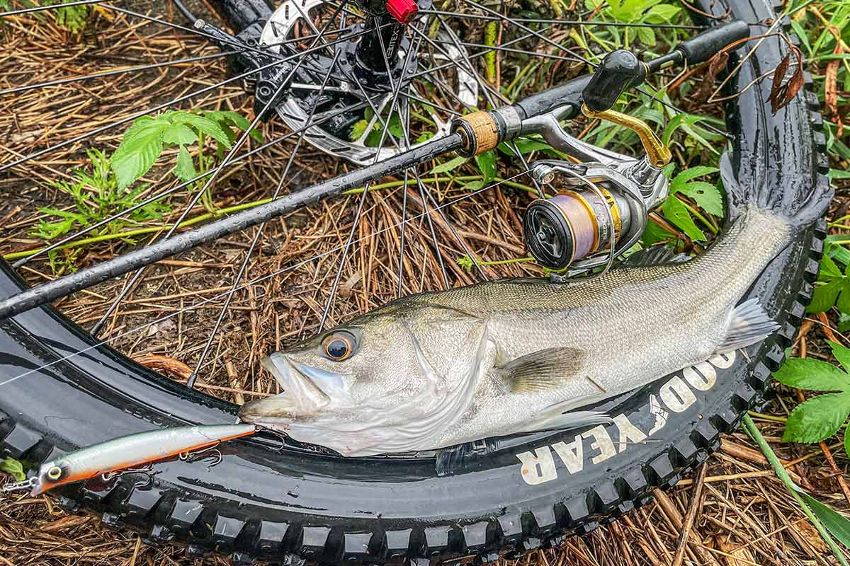 BIKE&FISH エリテンで釣れたシーバス