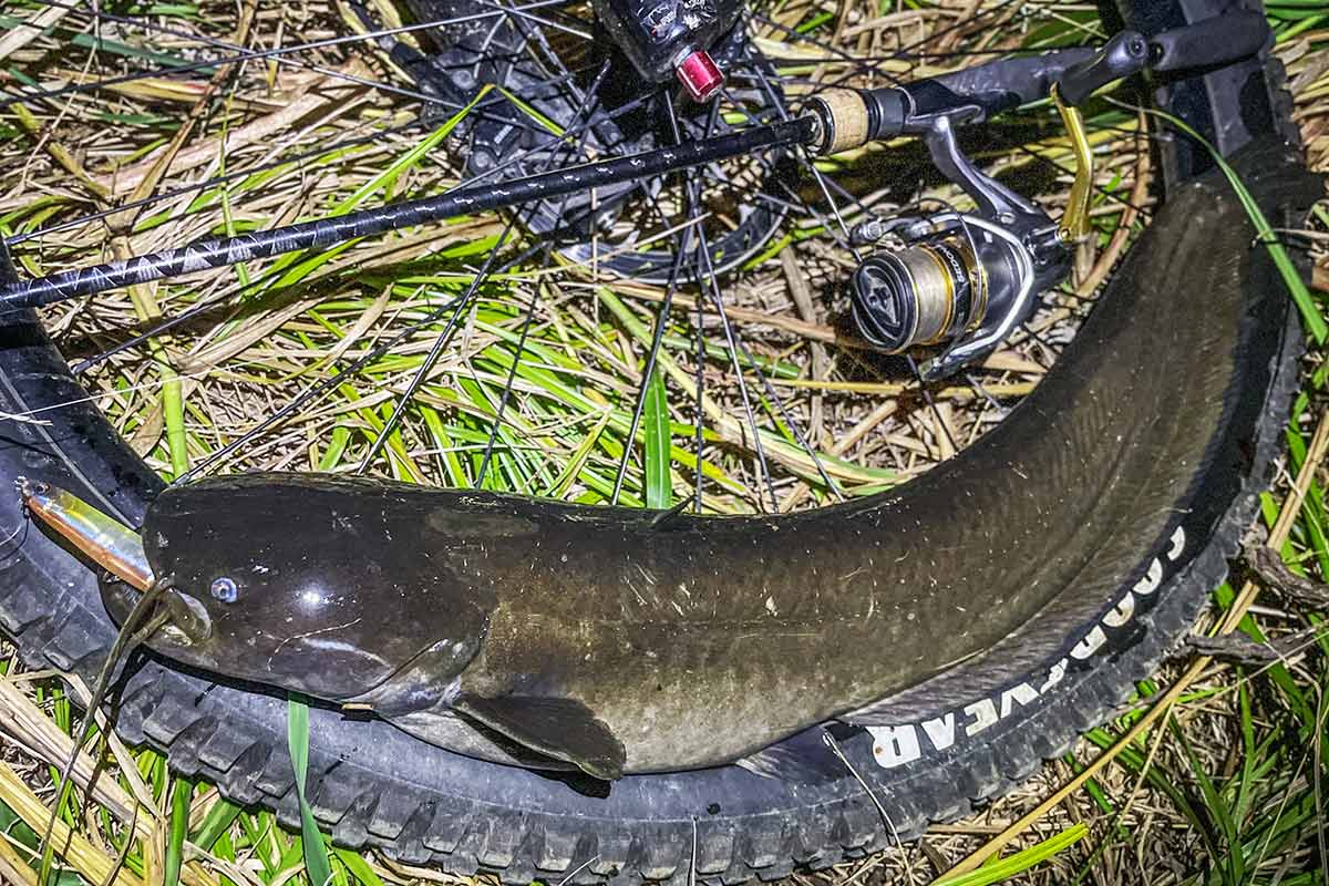 BIKE&FISH バゼルで釣れたナマズ