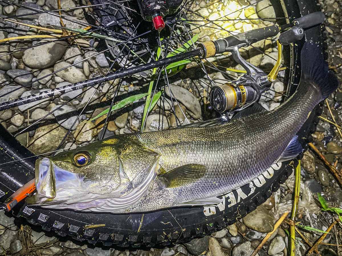 BIKE&FISH エリテンで釣れたシーバス