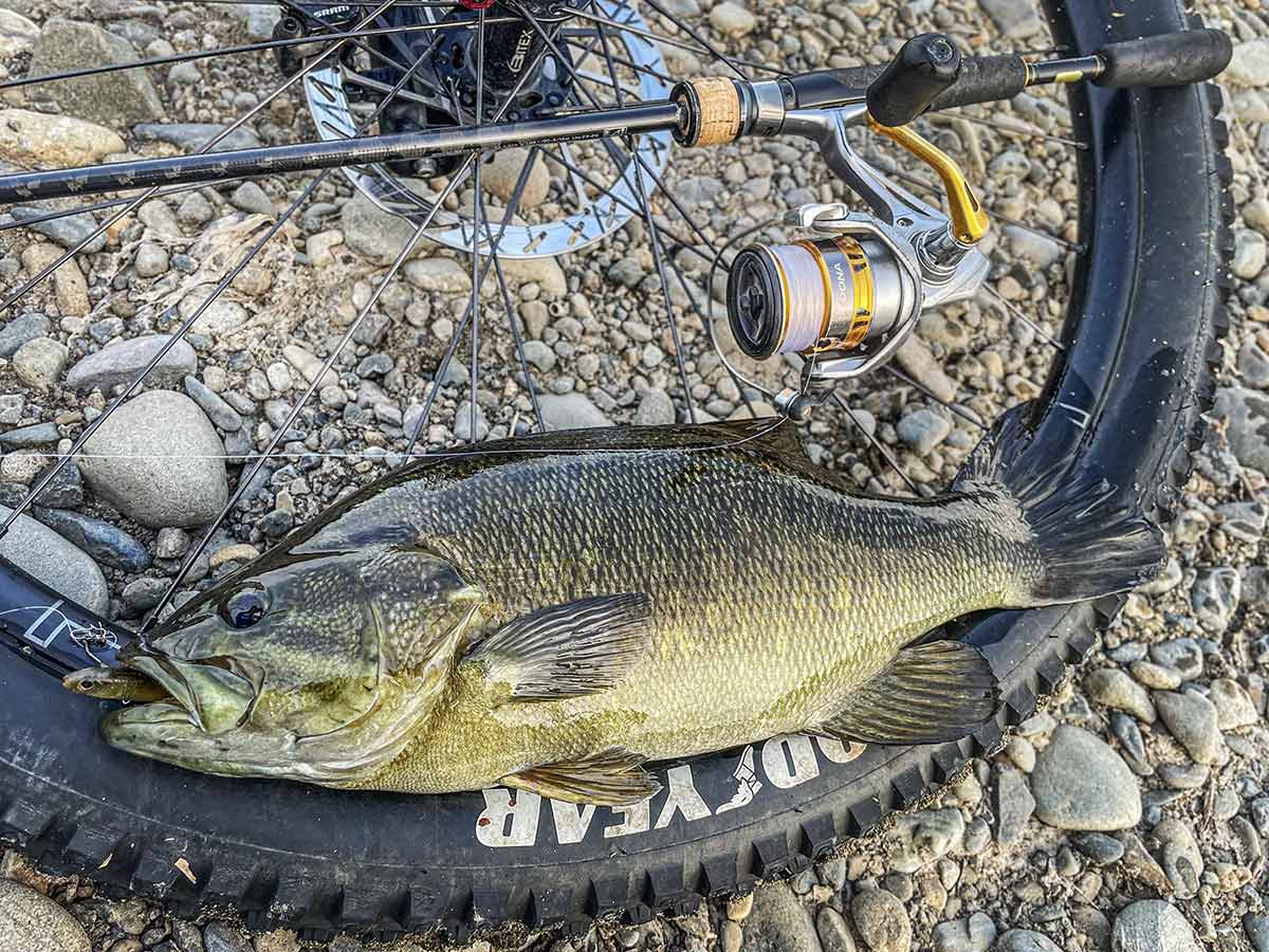 BIKE&FISH ワームで釣れたスモールマウスバス