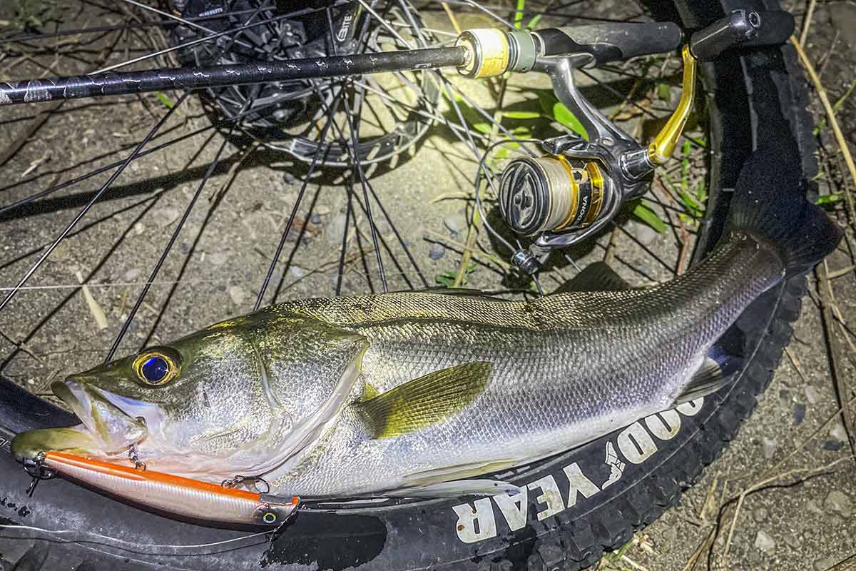 BIKE&FISH エリテンで釣れたシーバス