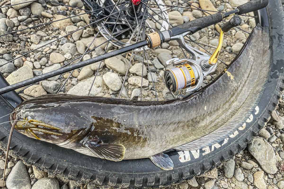 BIKE&FISH ワームで釣れたナマズ