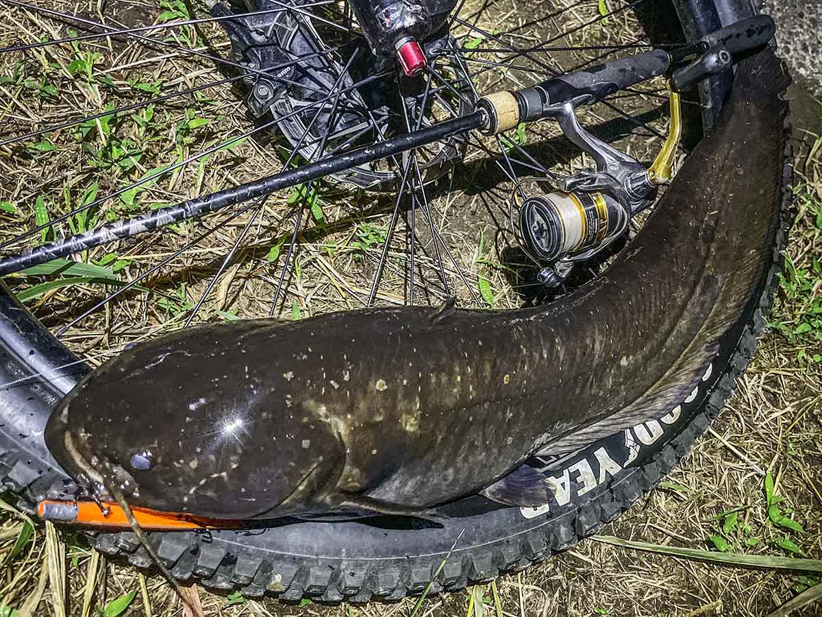 BIKE&FISH エリテンで釣れたナマズ