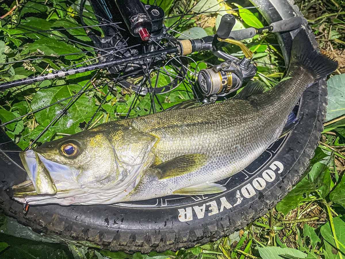 BIKE&FISH エリテンで釣れたシーバス